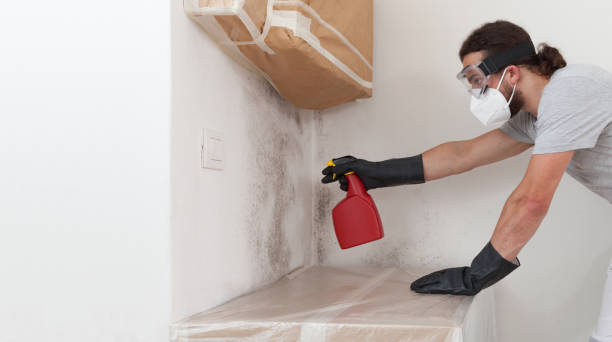 Professional Attic Mold Removal technician working in Rockville, MN
