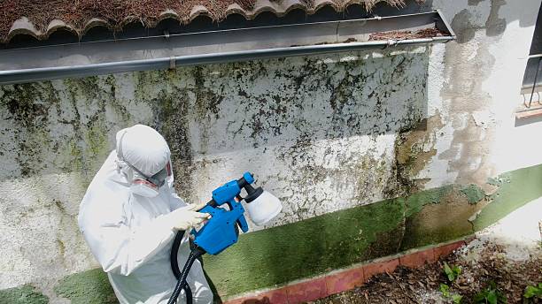 Trusted Mold Inspection service in Rockville, MN - Cheap Mold Removal